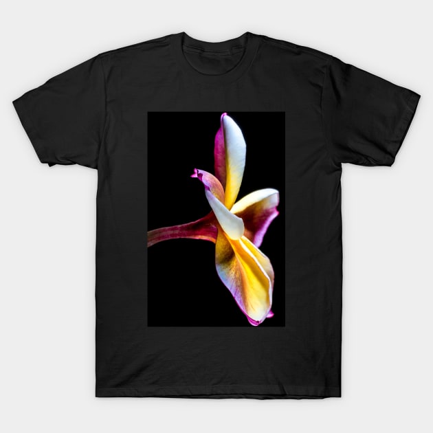 plumeria-flowers-frangipani-floral-awesome-bossom-shirtyshirto-32 T-Shirt by Shirty.Shirto